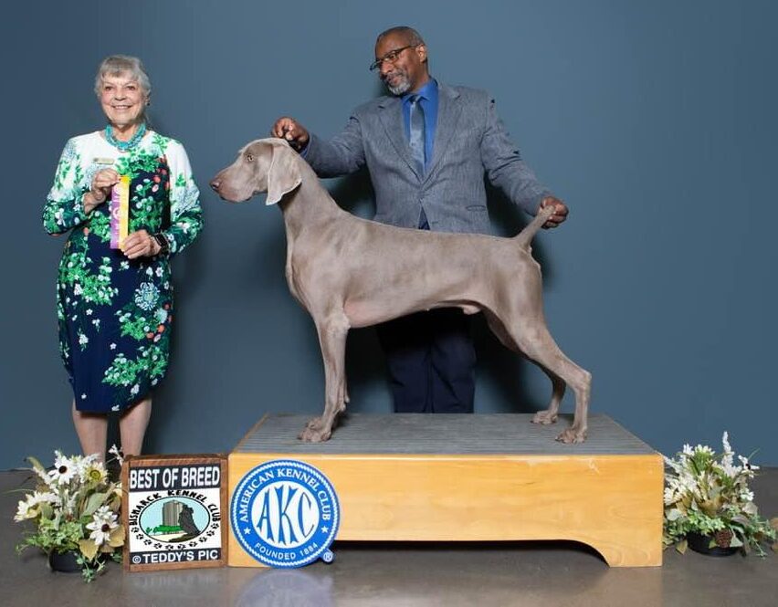 Witt Weimaraner's